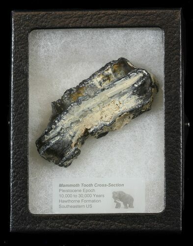 Mammoth Molar Slice - South Carolina #44091